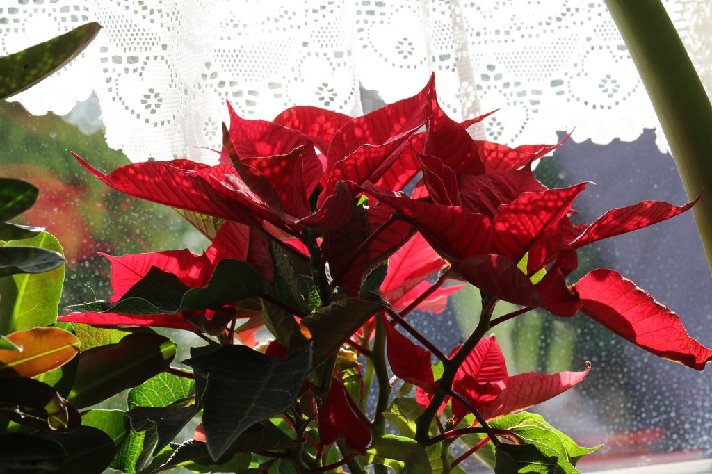 574A0508.JPG - Weihnachtsstern