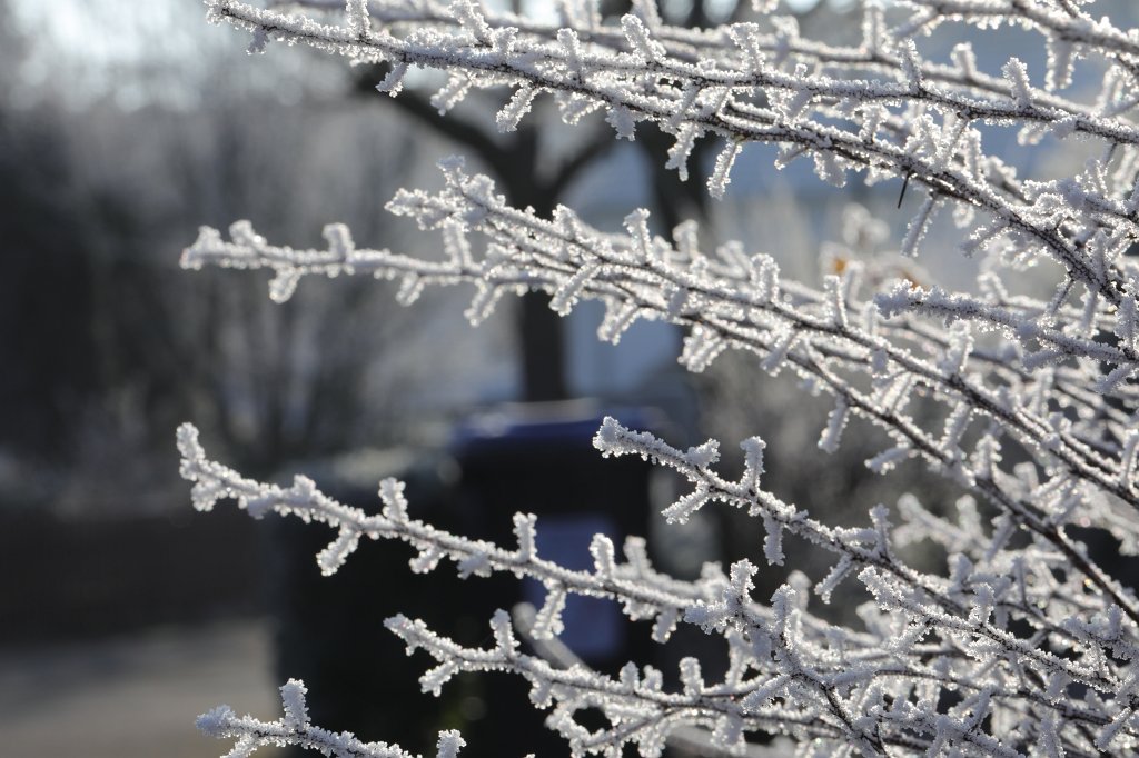 574A0786.JPG - Hoar frost