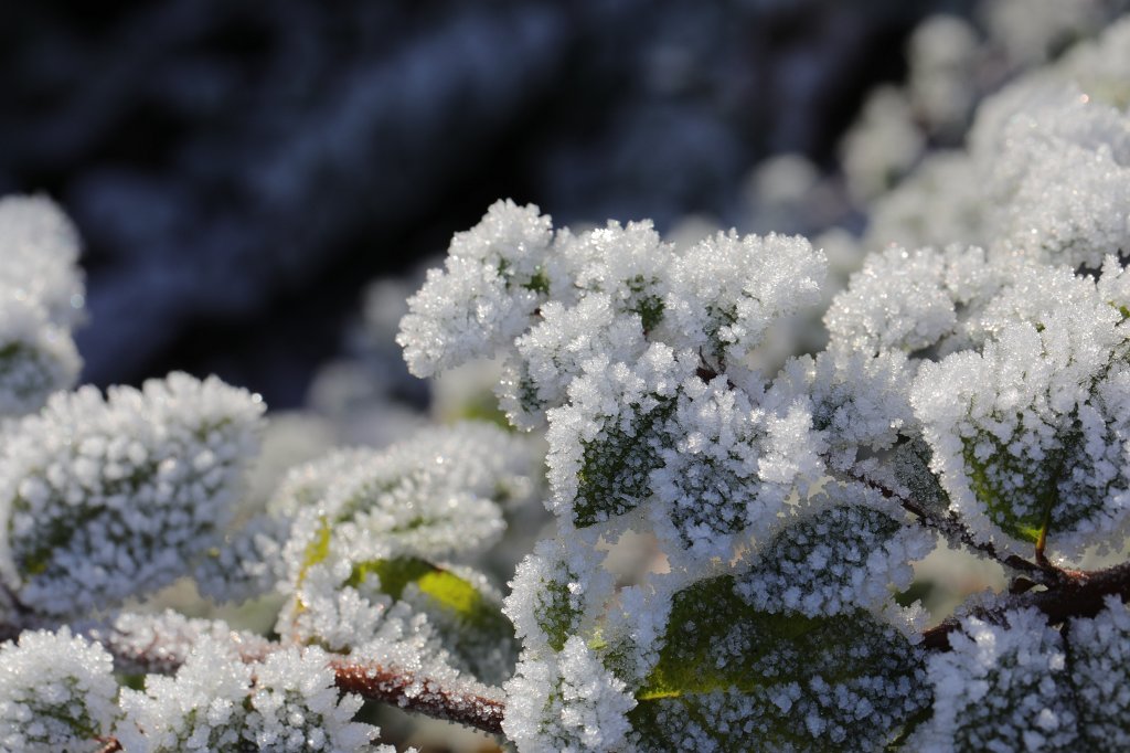 574A0808.JPG - Hoar frost