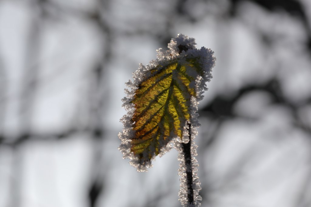 574A0815.JPG - Hoar frost