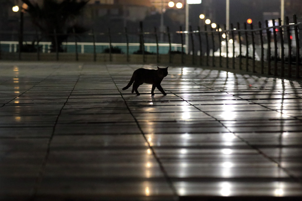 574A1218_c.jpg - In the night all cats are grey