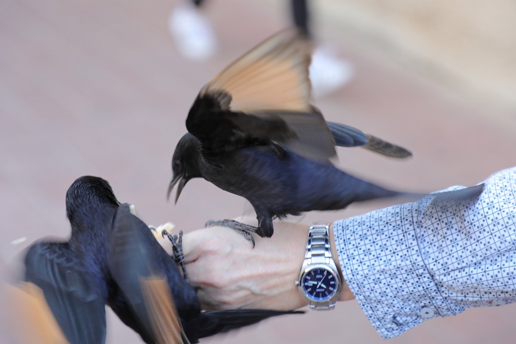 574A1350.JPG - Birds feeding time