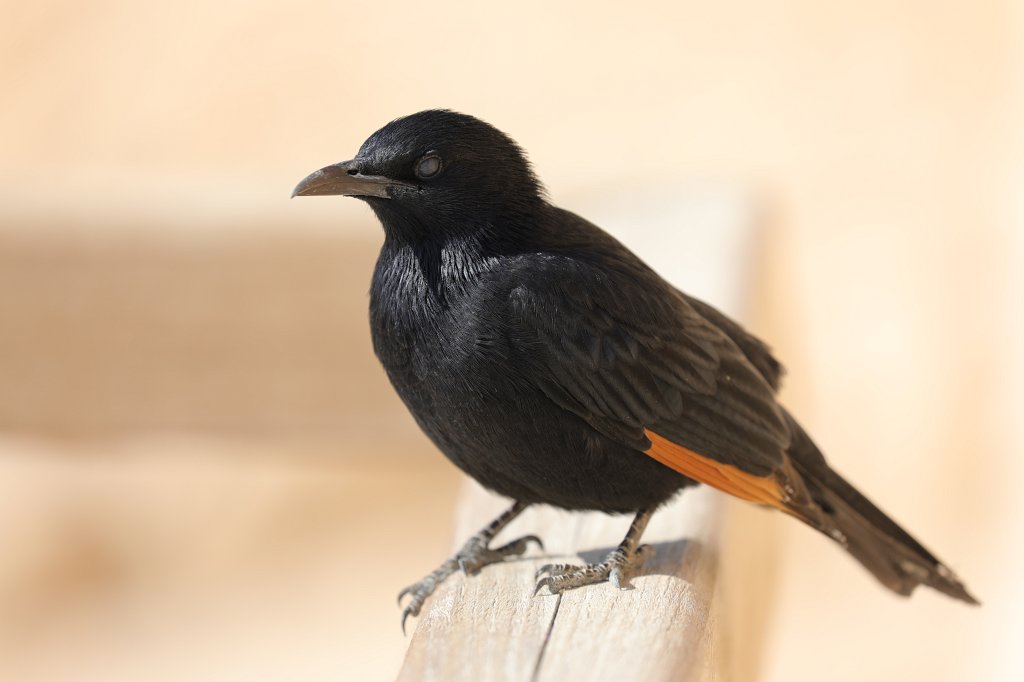 574A1422.JPG -  Tristram's starling 