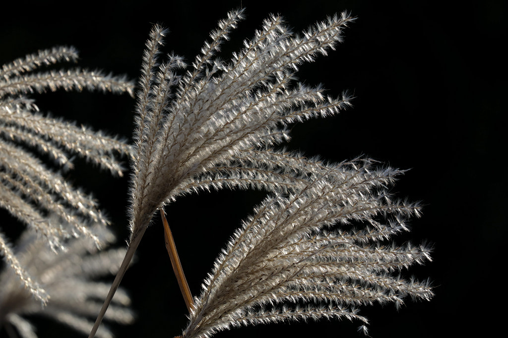 574A2484_c.jpg -  Miscanthus sinensis  ( Chinaschilf )