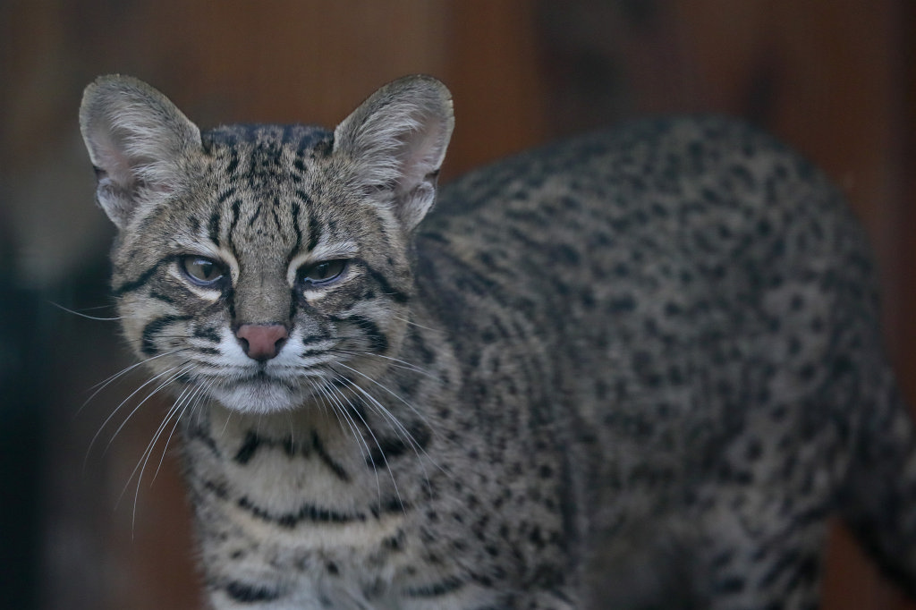 574A2665_c.jpg -  Geoffroy's cat  ( Kleinfleckkatze oder Salzkatze )