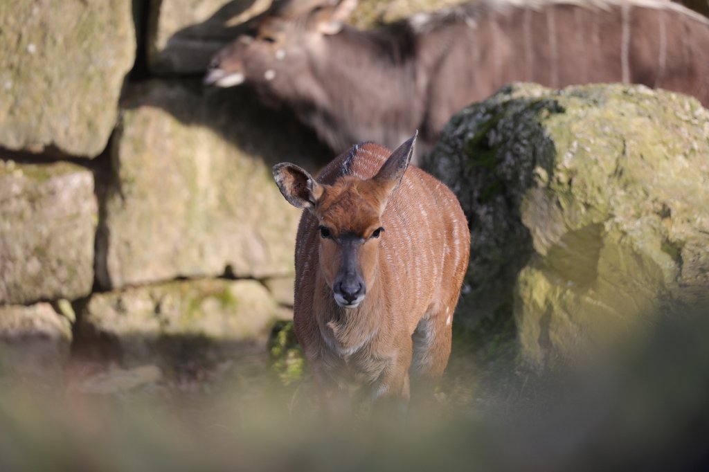 574A2858.JPG -  Nyala  ( Flachland-Nyala )