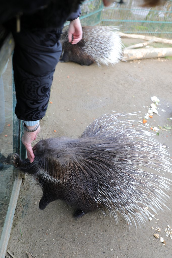 574A2880.JPG -  Indian crested porcupine  ( Indisches Weißschwanz-Stachelschwein )