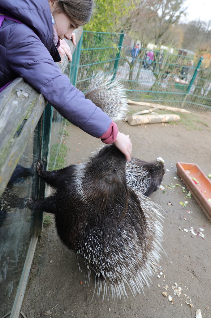 574A2902.JPG -  Indian crested porcupine  ( Indisches Weißschwanz-Stachelschwein )