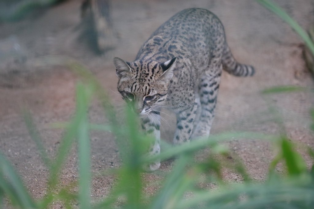 574A2928.JPG -  Geoffroy's cat  ( Kleinfleckkatze oder Salzkatze )