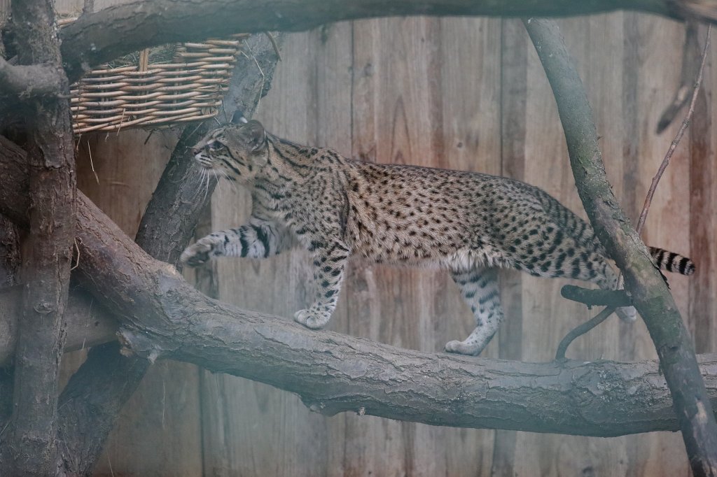574A2933.JPG -  Geoffroy's cat  ( Kleinfleckkatze oder Salzkatze )