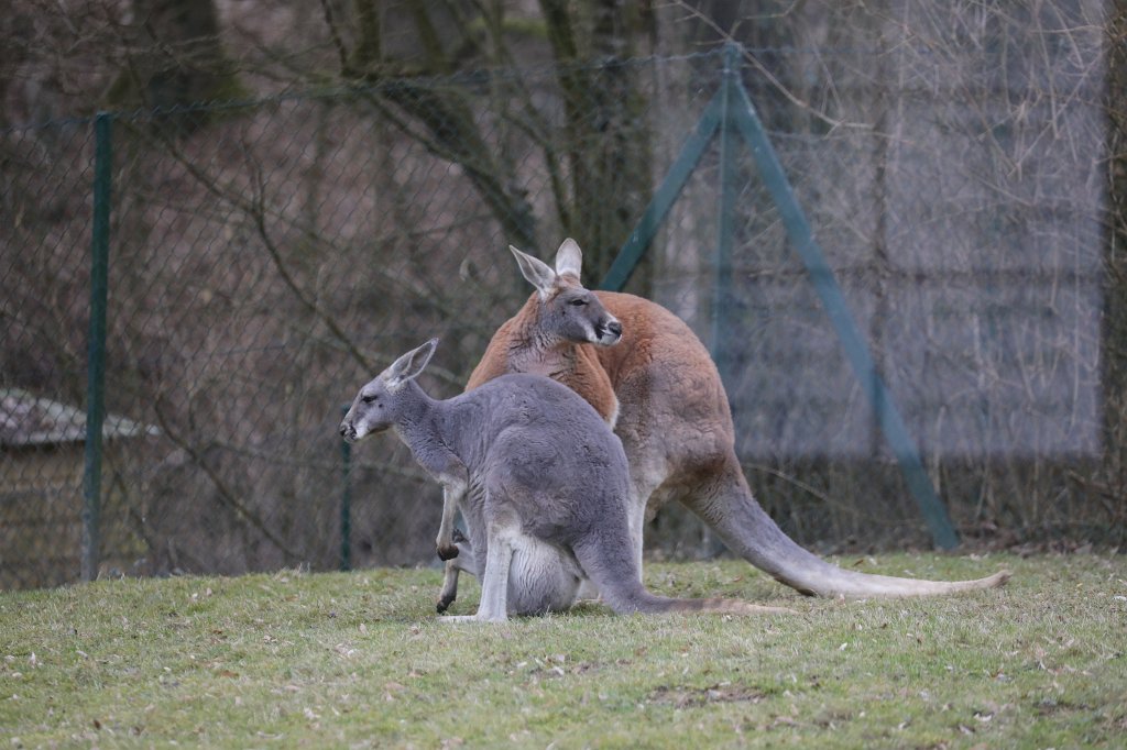 574A2947.JPG -  Kangaroo  ( Känguru )