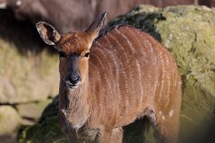 Nyala