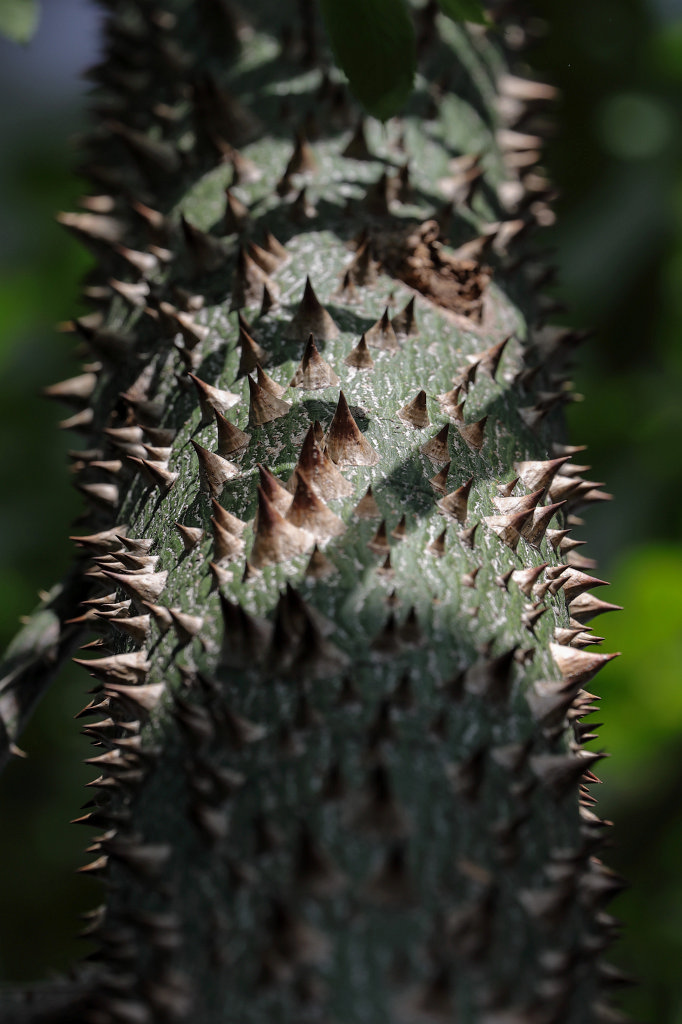 574A2959_c.jpg - Thorns