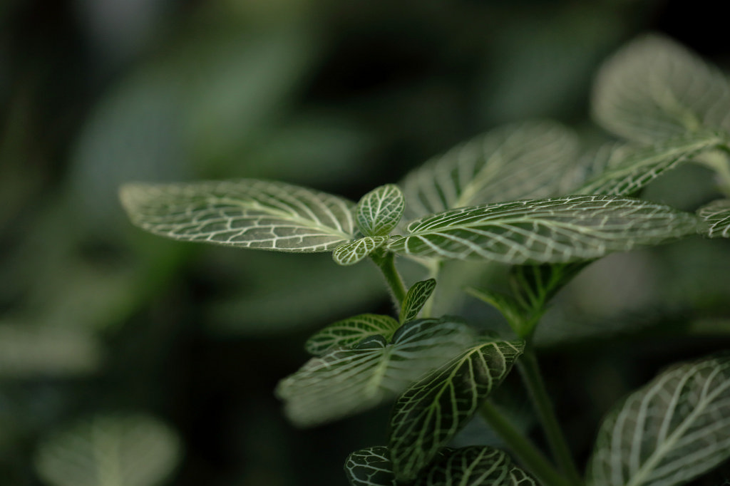 574A2990_c.jpg - Leaves