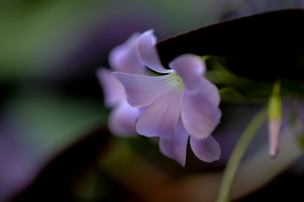 574A2997_c.jpg - Flower in the  Palmengarten  in  Frankfurt 