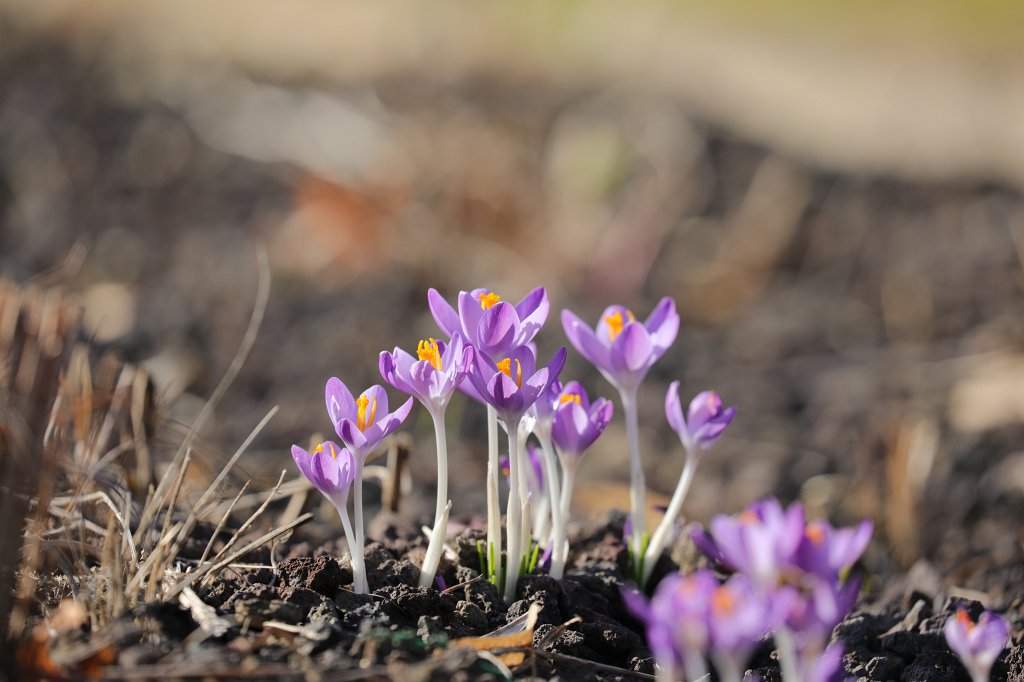 574A3011.JPG -  Crocuses  ( Krokusse )