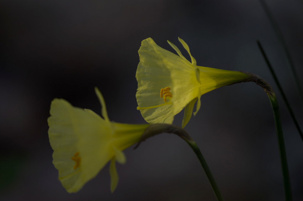 574A3019_c.jpg - Flower in the  Palmengarten  in  Frankfurt 