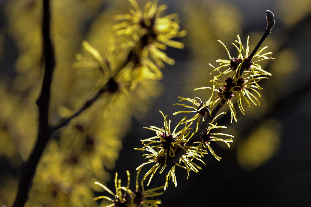 574A3025_c.jpg -  Chinese witch hazel  ( Chinesische Zaubernuss )
