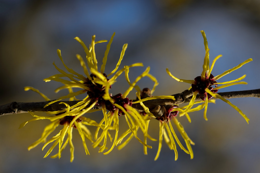 574A3028_c.jpg -  Chinese witch hazel  ( Chinesische Zaubernuss )