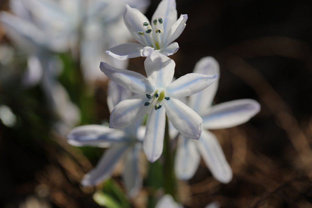 574A3044.JPG -  Sternhyazinthe 