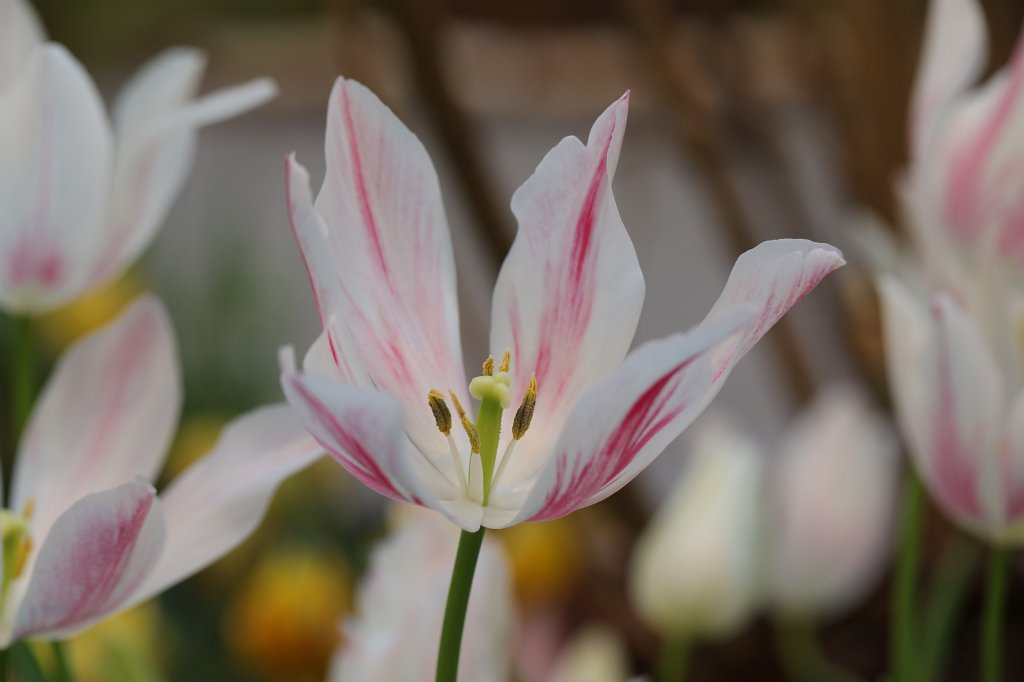 574A3070.JPG -  Tulip  ( Tulpe )