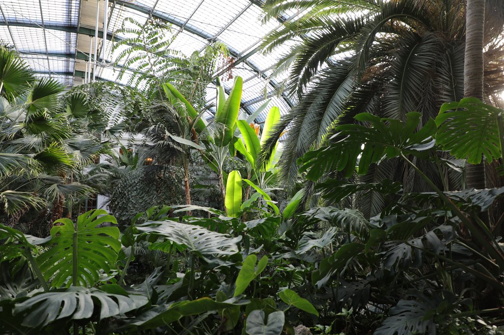 574A3087.JPG -  Palmengarten  in  Frankfurt 