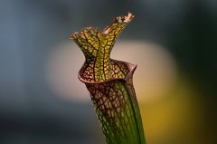 Sarracenia