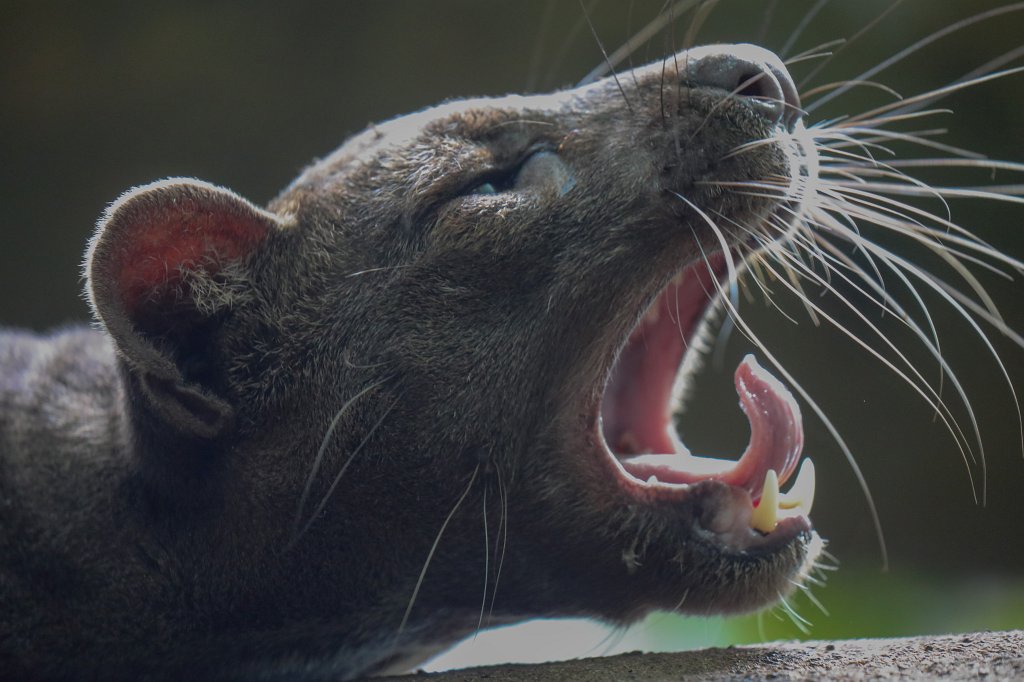 574A3216_c.jpg -  Fossa 