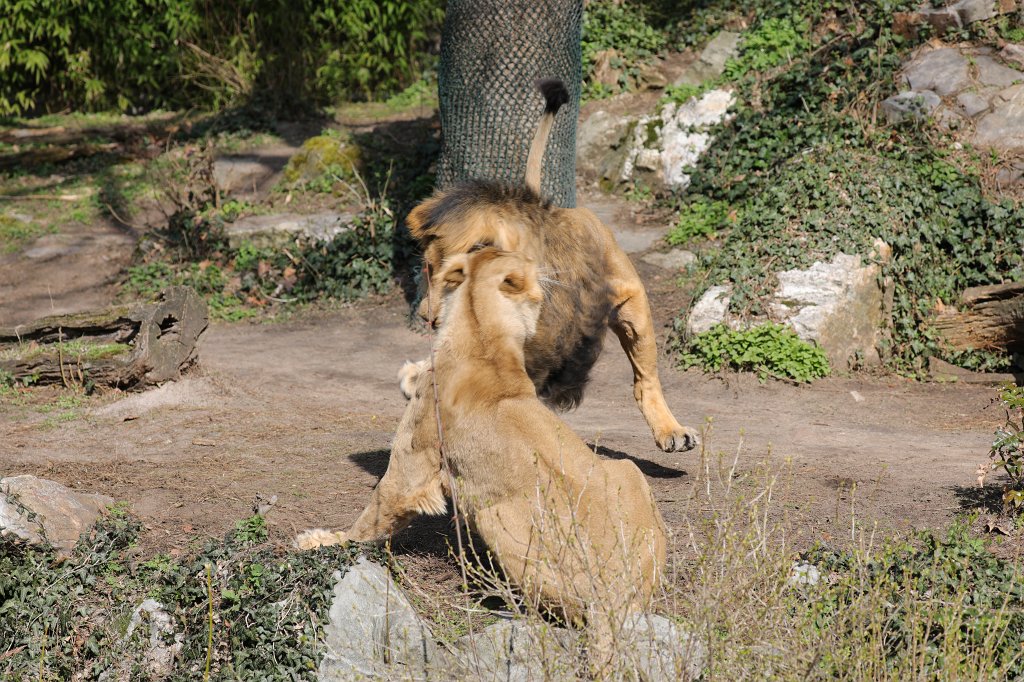 574A3241.JPG -  Lion  ( Löwe )