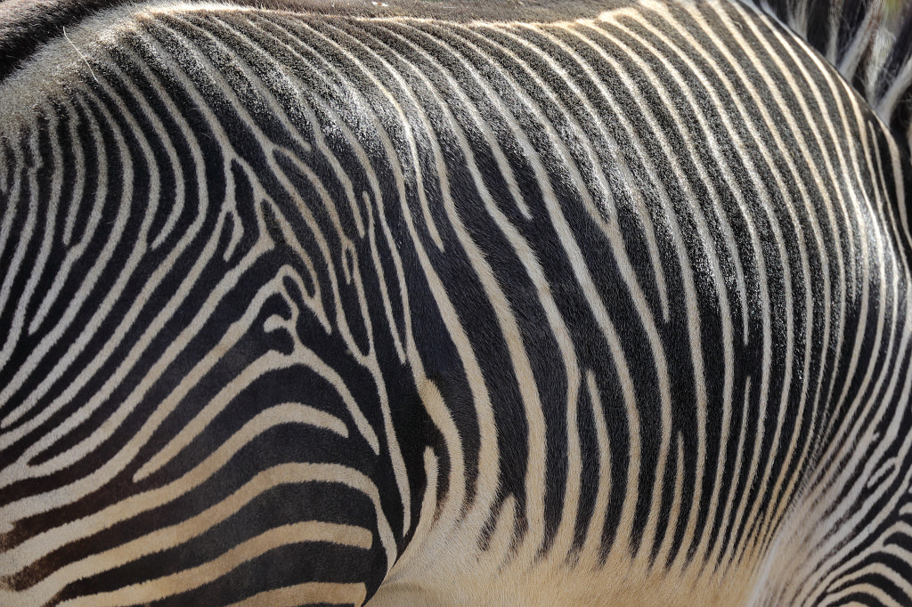 574A3319_c.jpg -  Grévy's zebra  ( Grevyzebra )