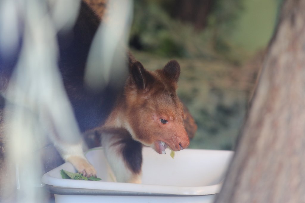 574A3444.JPG -  Goodfellow's tree-kangaroo  ( Goodfellow-Baumkänguru )
