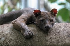 Fossa