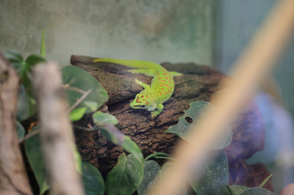 574A3896.JPG -  Phelsuma madagascariensis  ( Madagaskar-Taggecko )