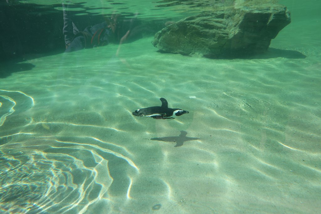 574A4133.JPG -  African penguin  ( Brillenpinguin )