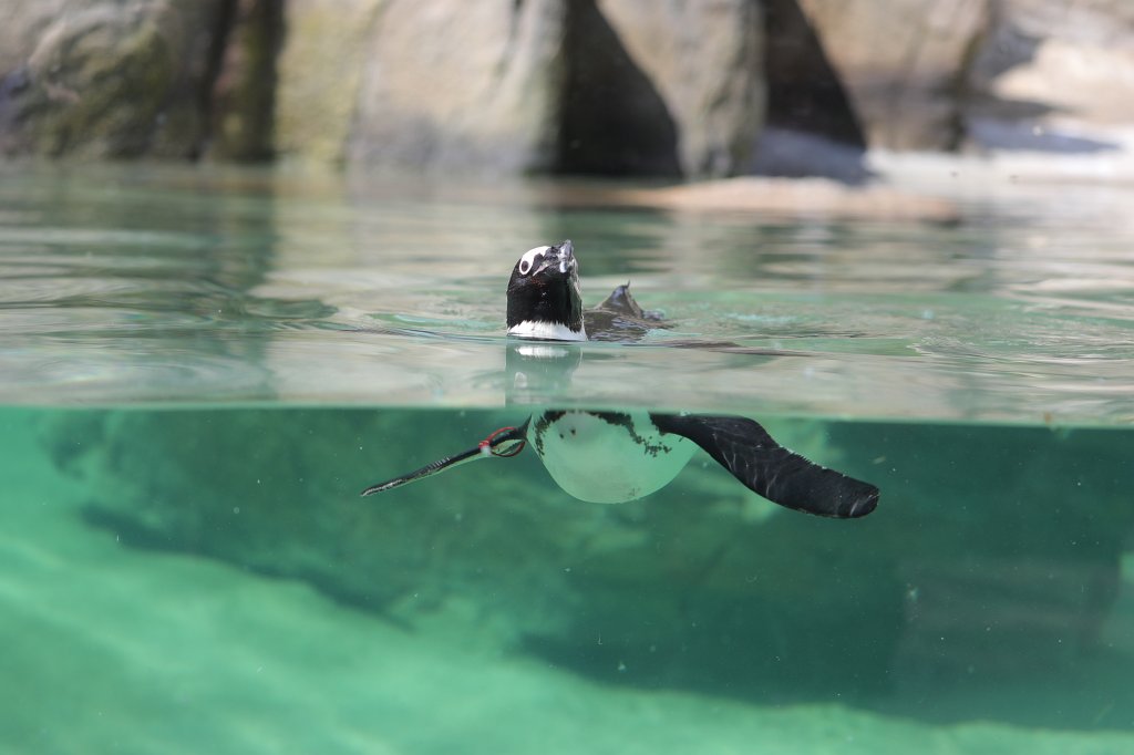 574A4166.JPG -  African penguin  ( Brillenpinguin )