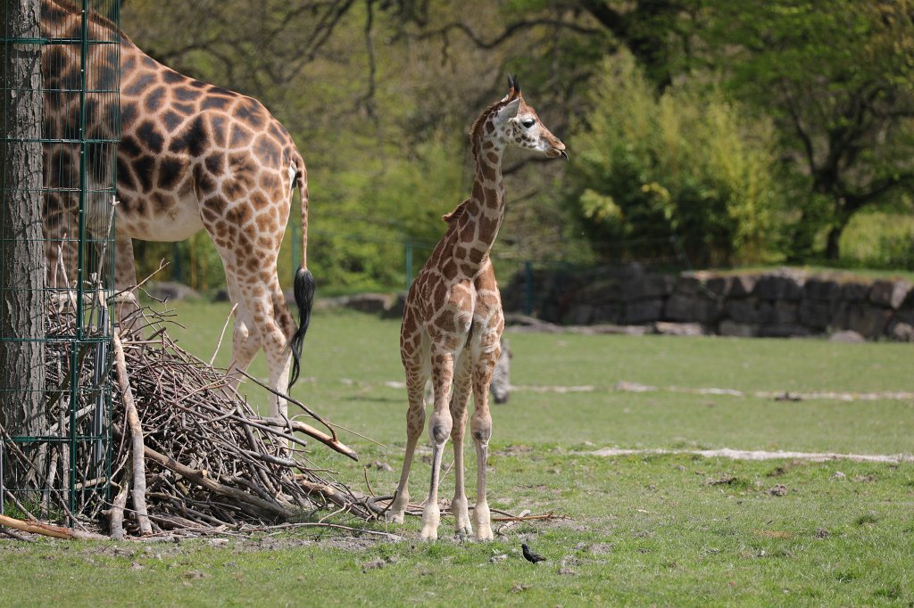 574A4190.JPG -  Rothschild's giraffe  (Rothschild- Giraffe )
