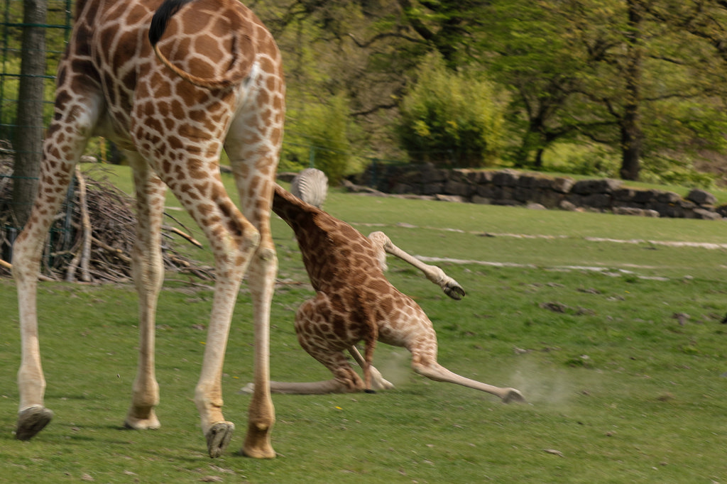 574A4221_c.jpg -  Rothschild's giraffe  (Rothschild- Giraffe )