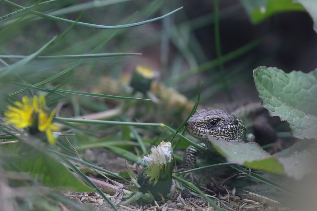 574A4243_c.jpg -  Sand lizard  ( Zauneidechse )