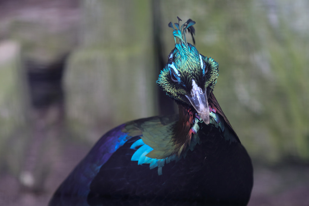 574A4254_c.jpg -  Himalayan monal  ( Himalaya-Glanzfasan )