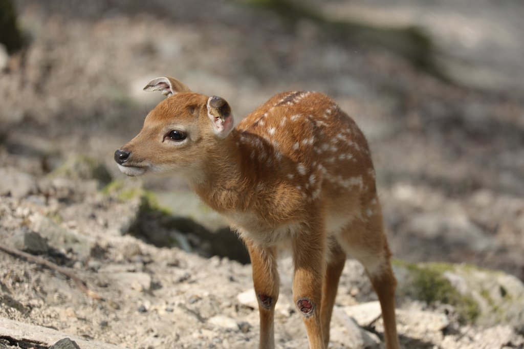 574A4282.JPG -  Vietnamese sika deer  (Vietnamesischer  Sikahirsch )