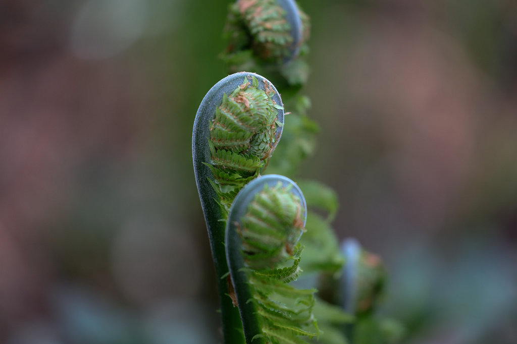 574A4288_c.jpg - Fern (Farn)