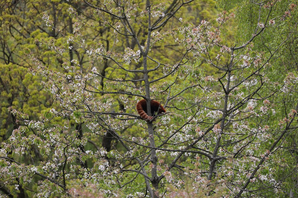 574A4343.JPG -  Red panda  ( Kleiner Panda )