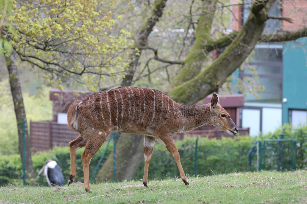 574A4373.JPG -  Nyala  ( Flachland-Nyala )