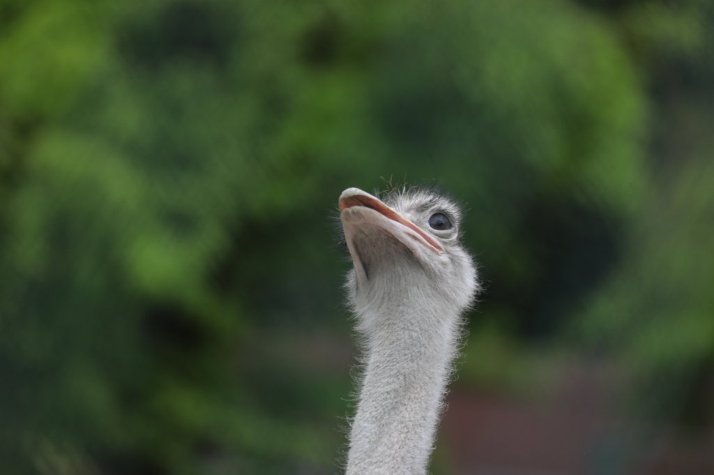 574A4410.JPG -  Ostrich  ( Afrikanischer Strauß )
