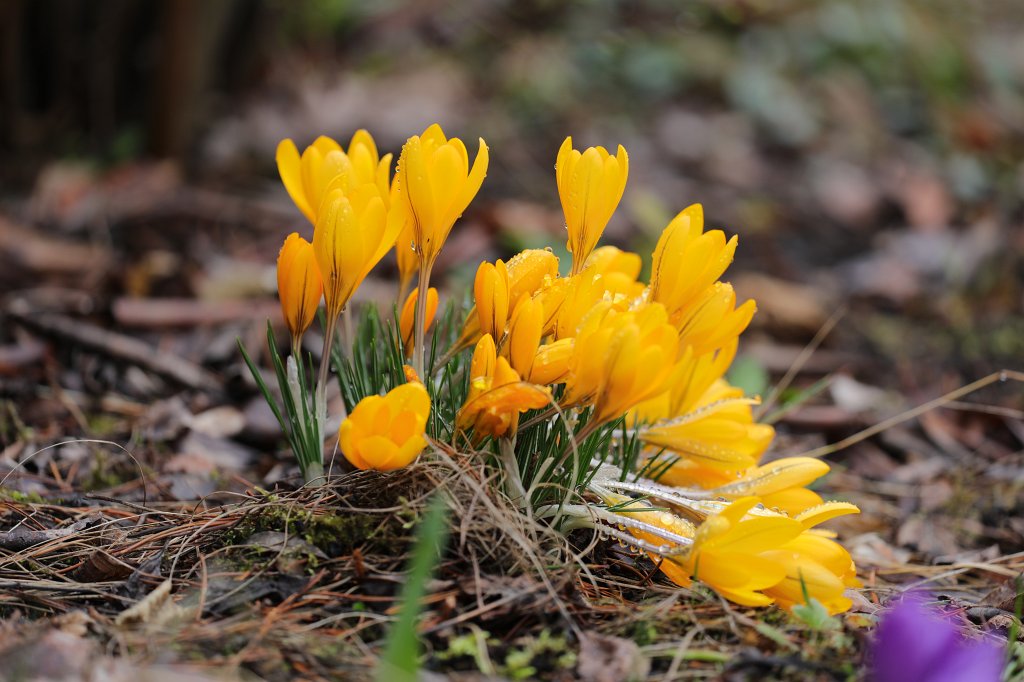 574A3543.JPG -  Crocus  ( Krokus )
