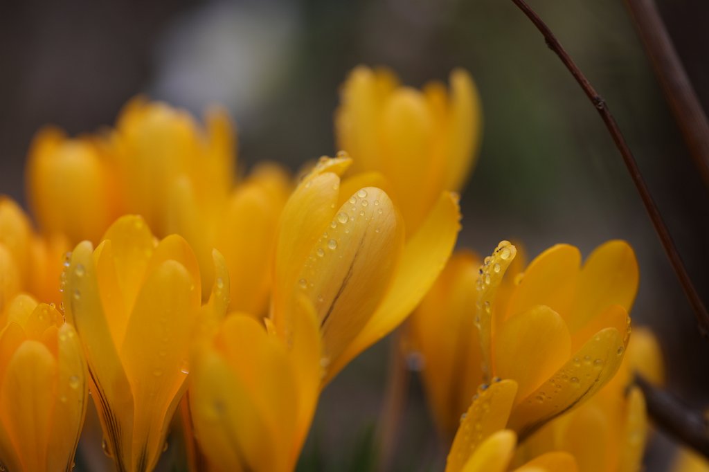 574A3546.JPG -  Crocus  ( Krokus )