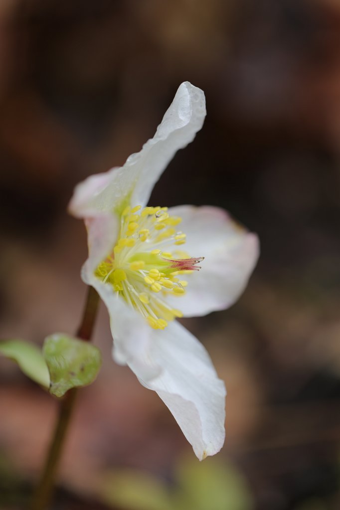 574A3549.JPG -  Christmas rose  ( Christrose )