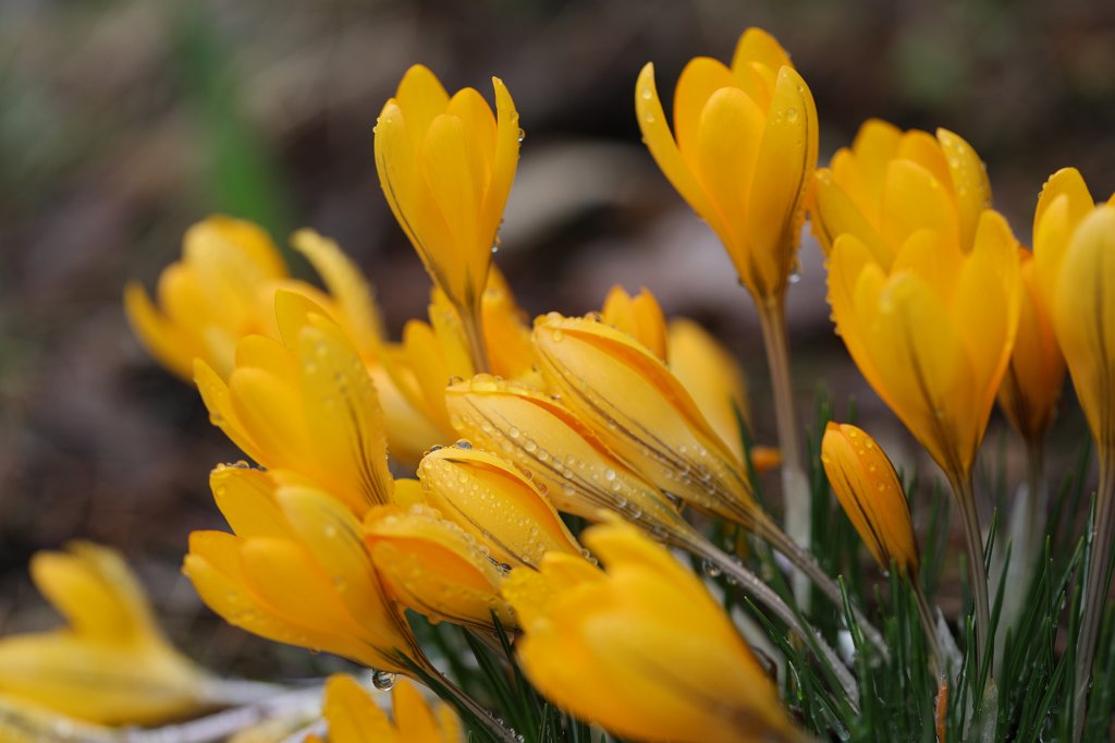 574A3550.JPG -  Crocus  ( Krokus )