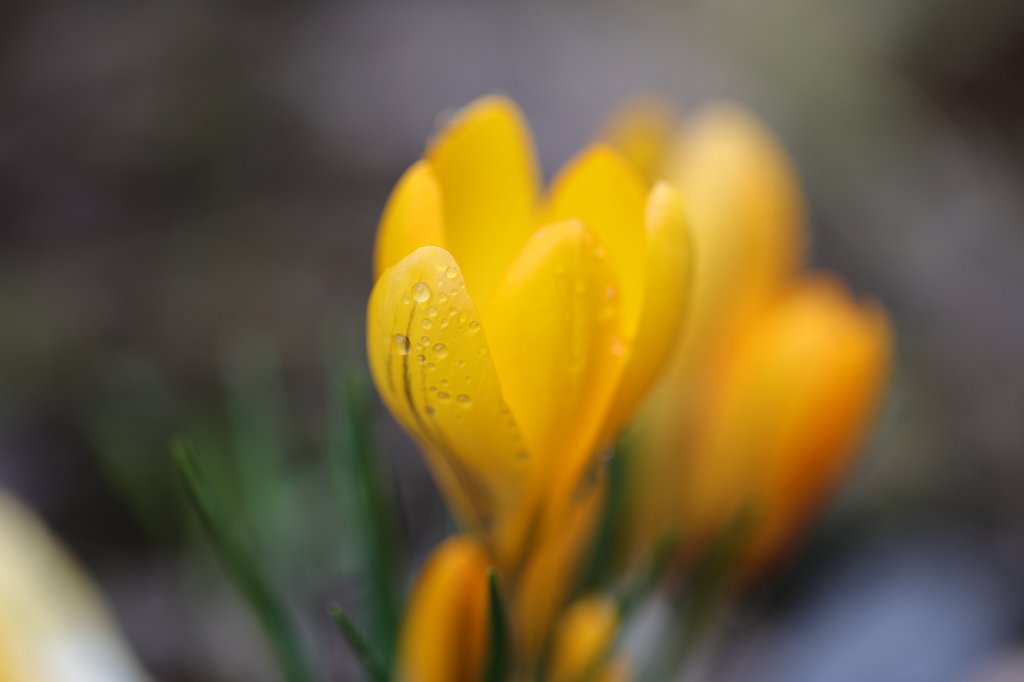 574A3553.JPG -  Crocus  ( Krokus )