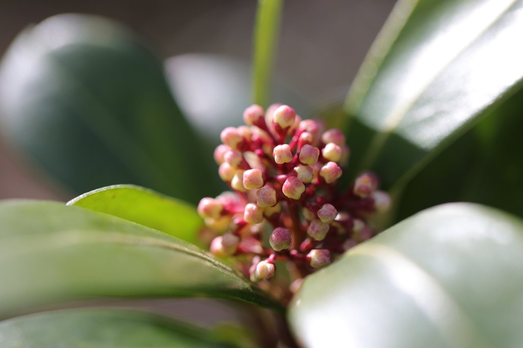 574A3556.JPG -  Skimmia japonica buds 